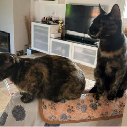 Harper & Harriet