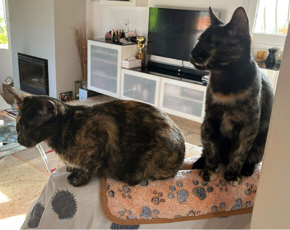 Harper & Harriet