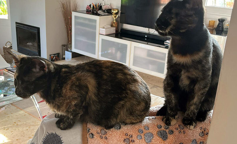 Harper & Harriet