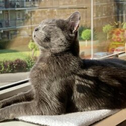 Het gouden mandje van Papi