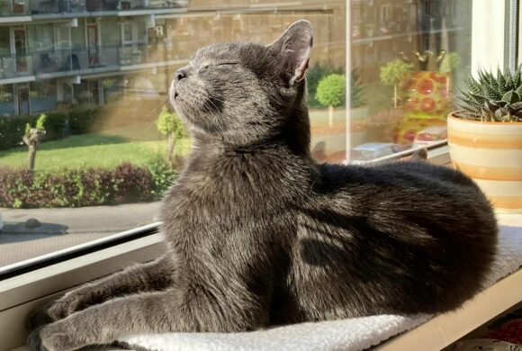 Het gouden mandje van Papi