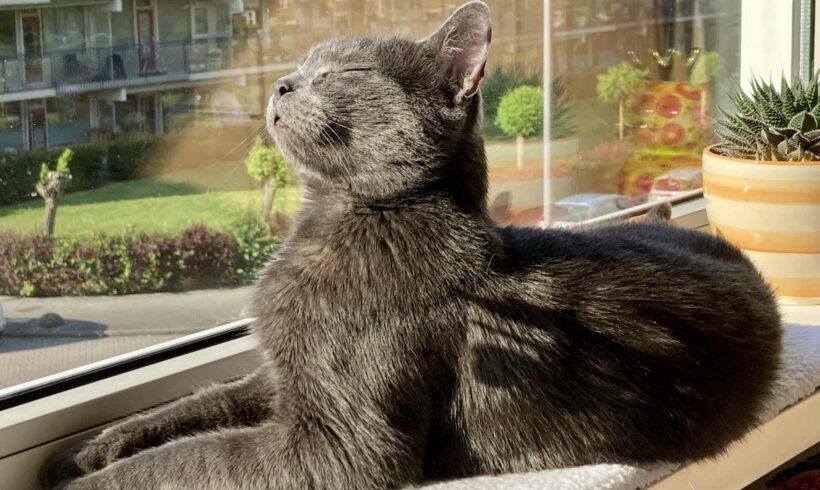 Het gouden mandje van Papi Het gouden mandje van Papi