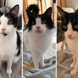 Huey, Dewey en Louie