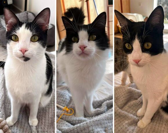 Huey, Dewey en Louie