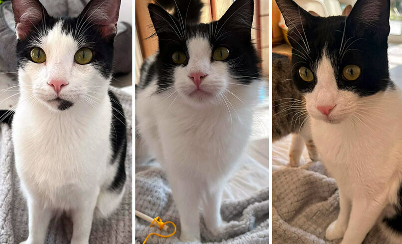 Huey, Dewey en Louie