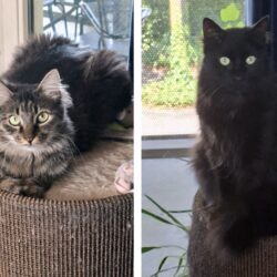 Het gouden mandje van Ollie en Pip