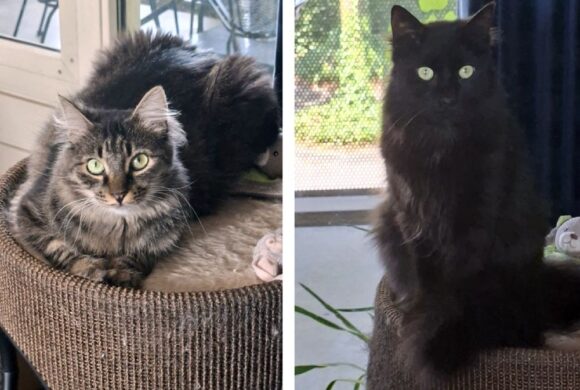 Het gouden mandje van Ollie en Pip Het gouden mandje van Ollie en Pip