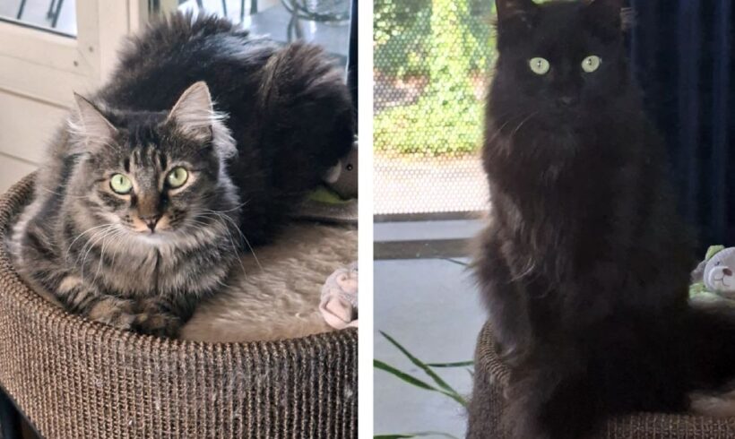 Het gouden mandje van Ollie en Pip