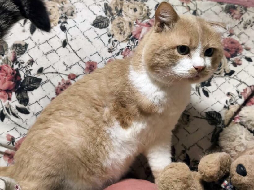 Marzipan