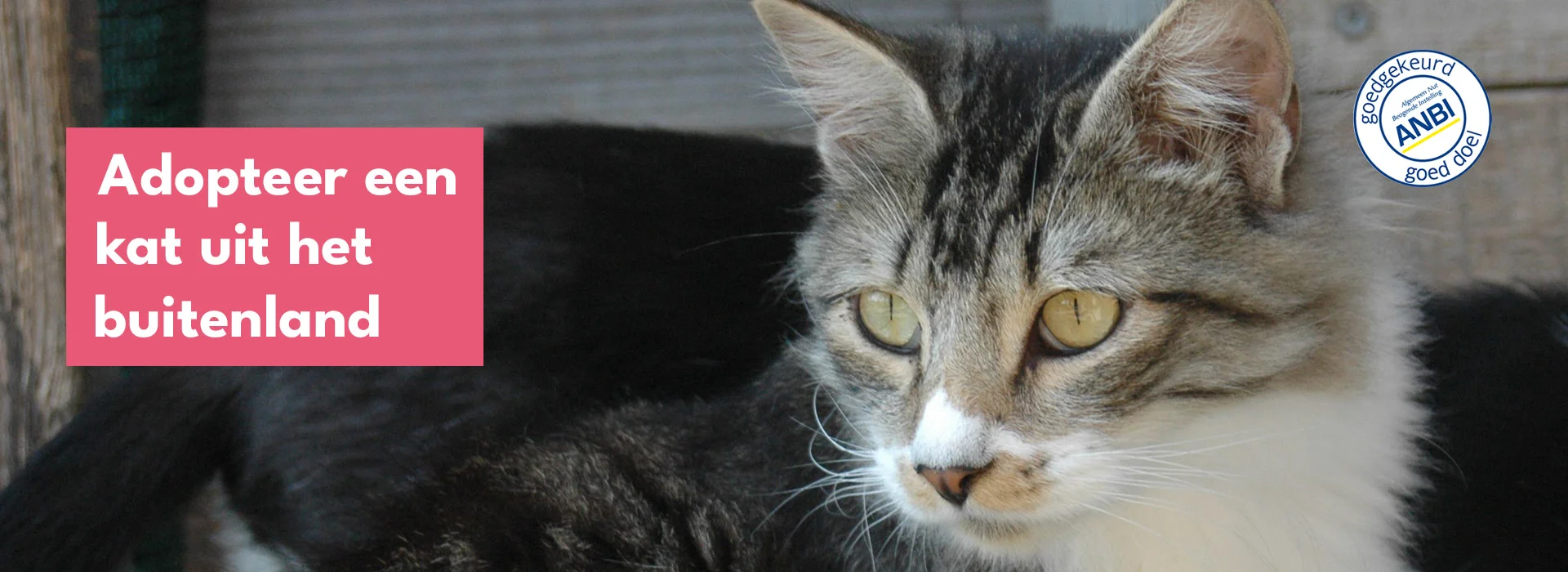 Little Tigers - adopteer een kat uit het buitenland